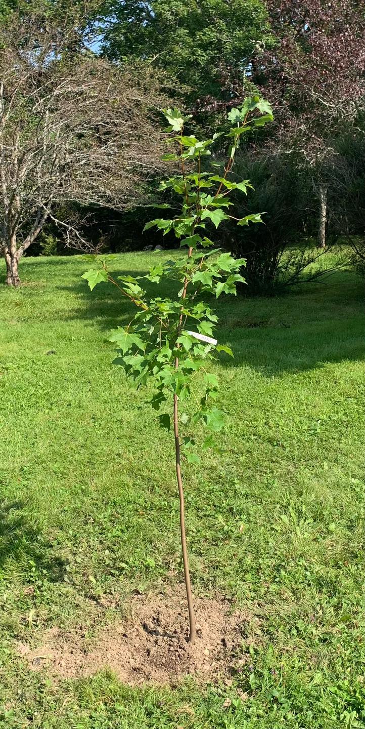 To celebrate St. Luke's 175th anniversary, a red maple tree has been planted in Bishop's park and two sugar maple trees have been planted at St. Luke's. A special thanks to the Aulenback family for donating the trees.
